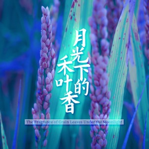 Album 月光下的禾叶香 from 唐丹岚