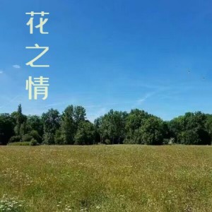 Album 花之情 from 