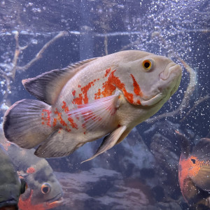 收聽Reybones的Slide show歌詞歌曲