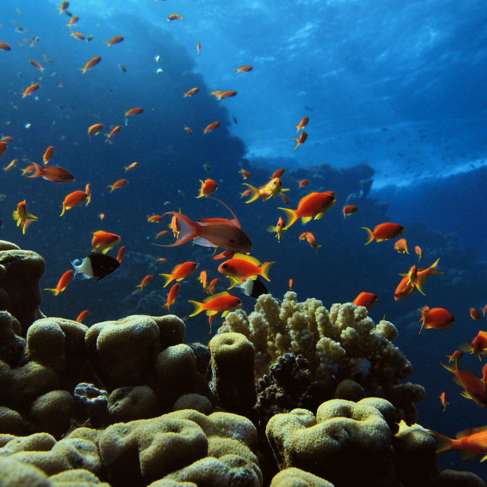 Pet Bliss in the Ocean's Embrace