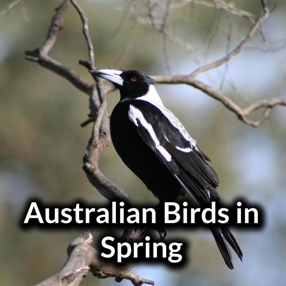 Magpies and Mynas
