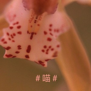 收聽DouDou的喵 (Explicit)歌詞歌曲