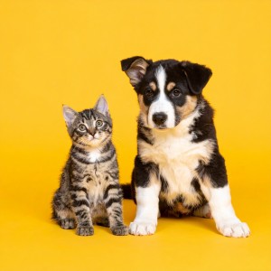 Musicoterapia para el cuidado de mascotas的專輯Hip Hop Para Mascotas Y Vibras Juguetonas