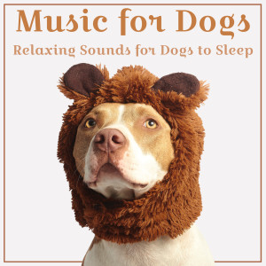 Dengarkan lagu Calm Down nyanyian Dog Music Zone dengan lirik