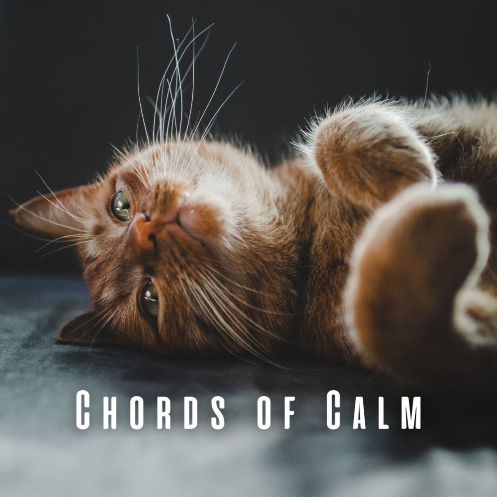 Tranquil Piano for Cats