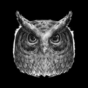 Listen to Everyday (Explicit) song with lyrics from Young P
