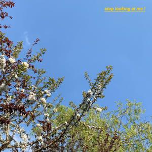 ดาวน์โหลดและฟังเพลง skrt (interlude) (Explicit) พร้อมเนื้อเพลงจาก randombrownkid.