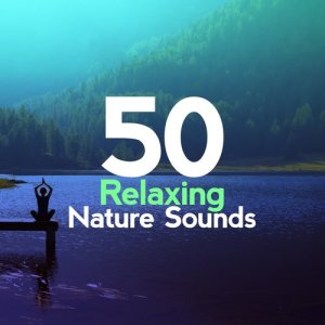 收聽Green Meditation Sound Collectors的Birds in the Forest歌詞歌曲