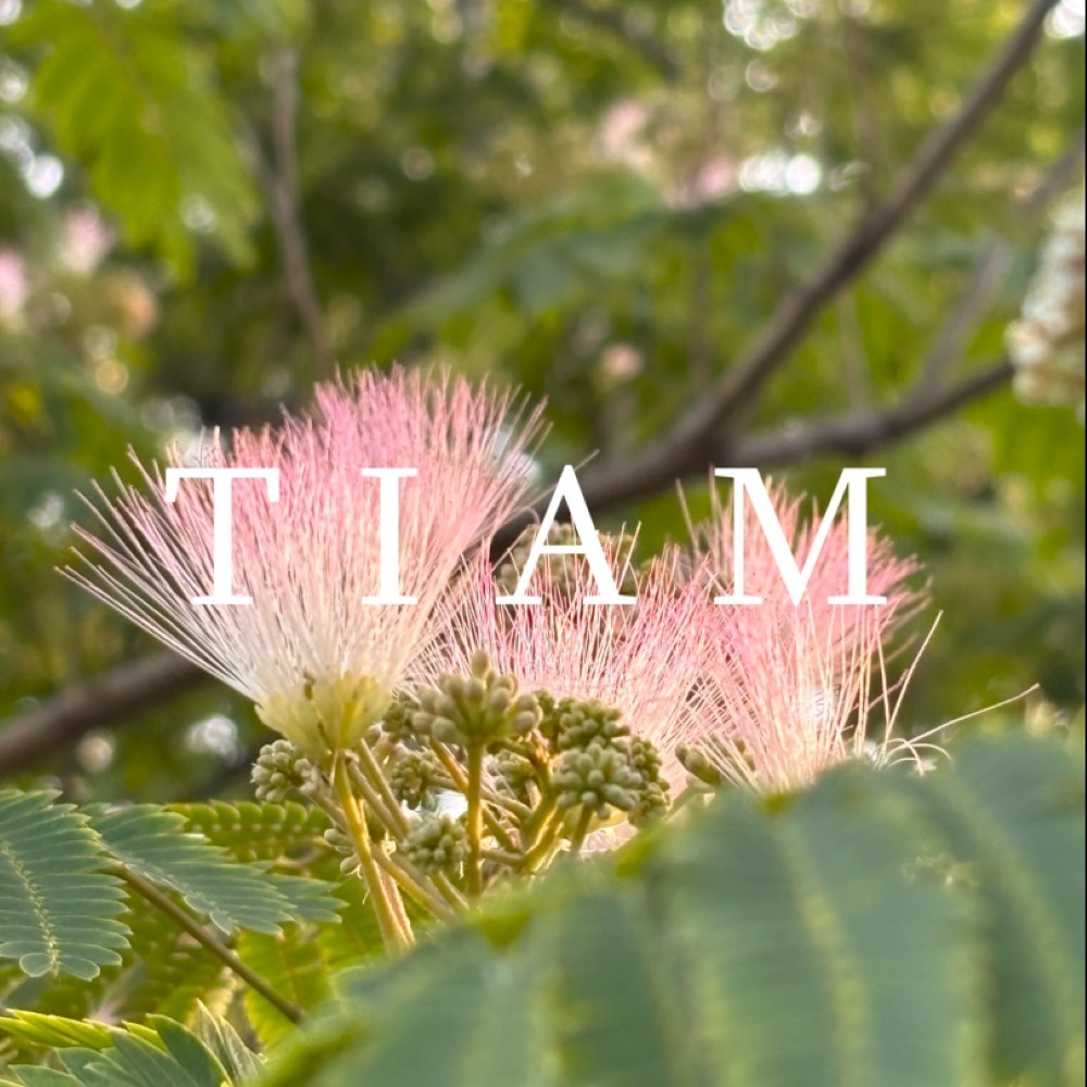 天幕Tiam