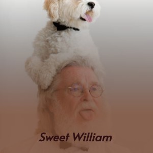 ดาวน์โหลดและฟังเพลง Sweet William พร้อมเนื้อเพลงจาก Millie Small