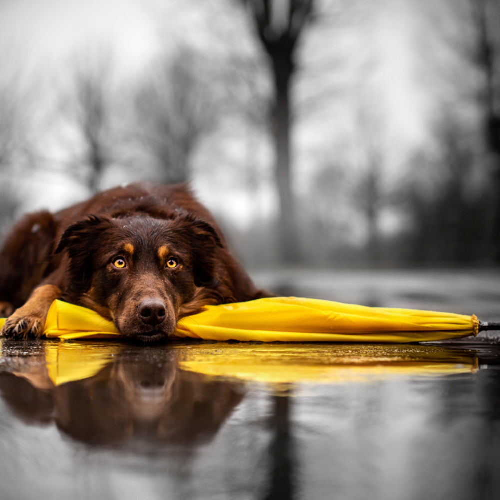 Serene Canine Theta Waves, Rain Reflections