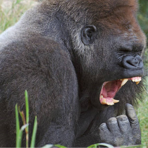 Dengarkan Apeshit (Explicit) lagu dari RIVXR dengan lirik