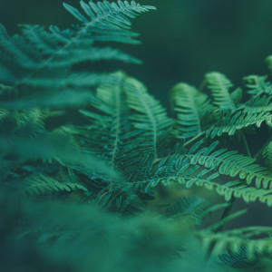 Listen to Alaya song with lyrics from Asian Zen: Spa Music Meditation