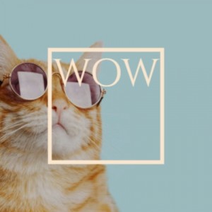 Various Artists的專輯Wow