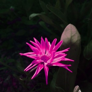 MVVE的專輯Komorebi