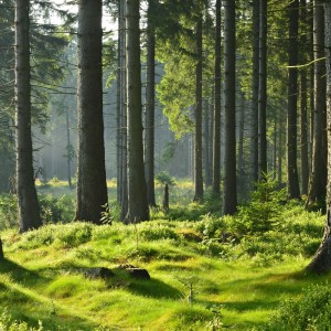Dengarkan Sleeping Nature lagu dari Relaxing Music For You dengan lirik