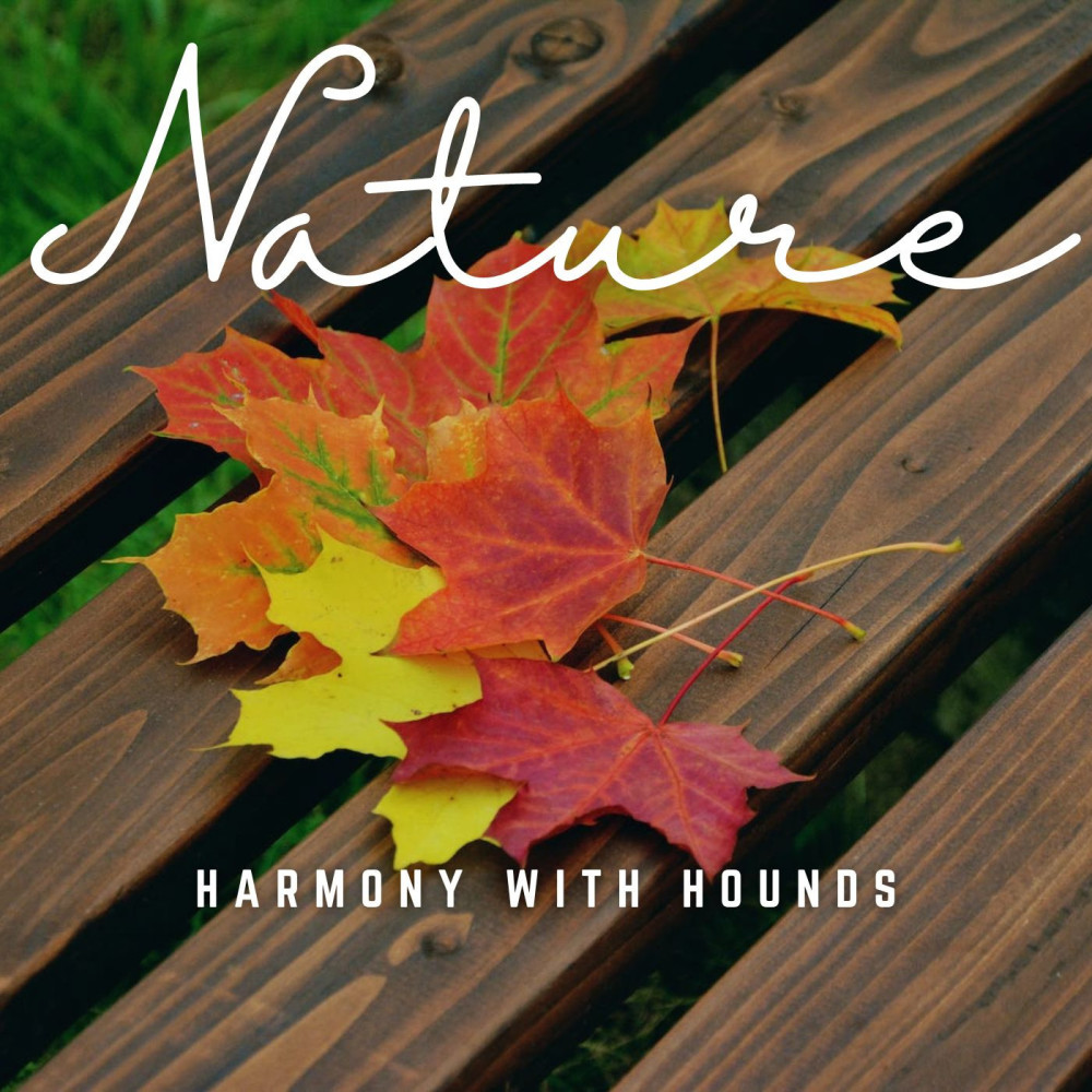 Acoustic Harmony in the Meadow with Hounds