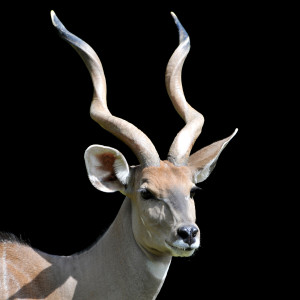 The Golden Islands的專輯Kongming Lantern