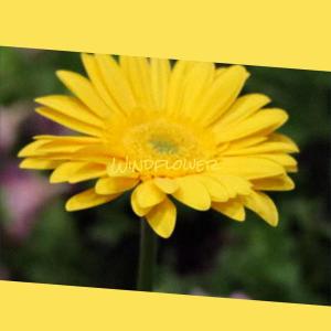 Listen to Asp Rollback song with lyrics from Marsel Dham