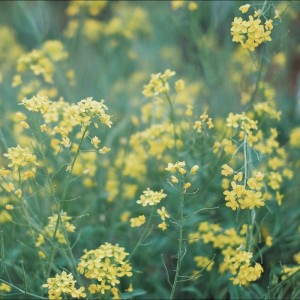 ดาวน์โหลดและฟังเพลง Submarine พร้อมเนื้อเพลงจาก Relaxing Music