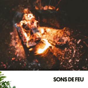 Sons De La Nature的專輯Sons de Feu : Mélodies Ardentes dans la Nuit