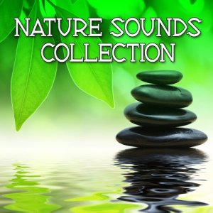 ดาวน์โหลดและฟังเพลง Yoga Meditation in the Rainforest for Quiet Contemplation and Personal Wellness พร้อมเนื้อเพลงจาก Relaxing Sound