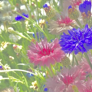 Listen to YOUR FLOWER IS IN THE MAGICAL WORLD song with lyrics from The Boy
