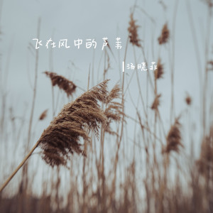 Album 飞在风中的芦苇 from 汤晓菲