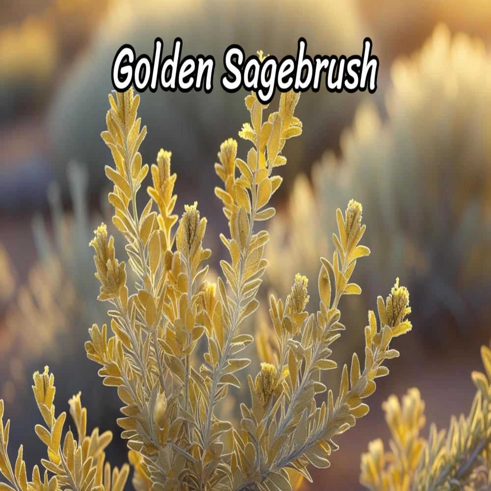 Golden Sagebrush