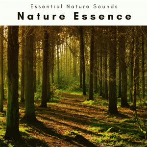 收聽Essential Nature Sounds的Song of Pure Nature Tune and Forest Noise歌詞歌曲