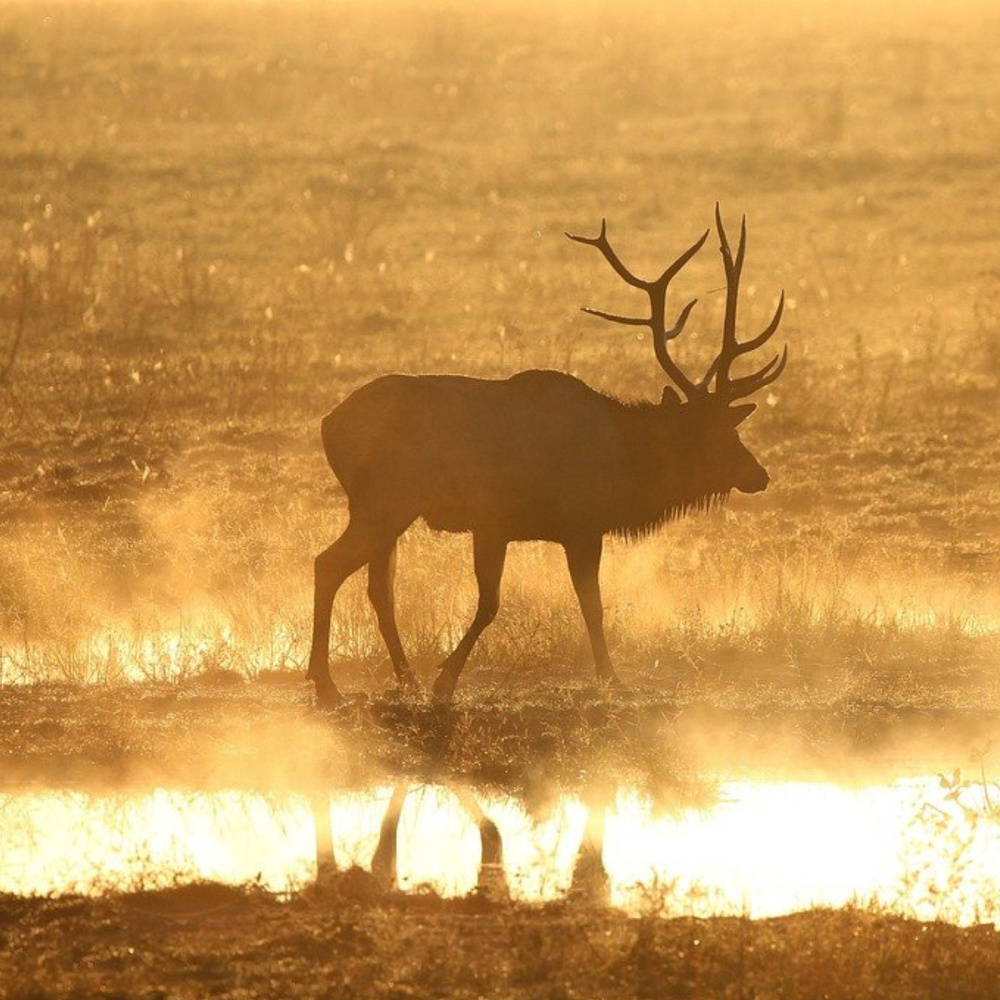 Elk Bugling