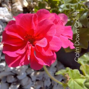 ดาวน์โหลดและฟังเพลง Autumn Sun พร้อมเนื้อเพลงจาก Calm Down Collins