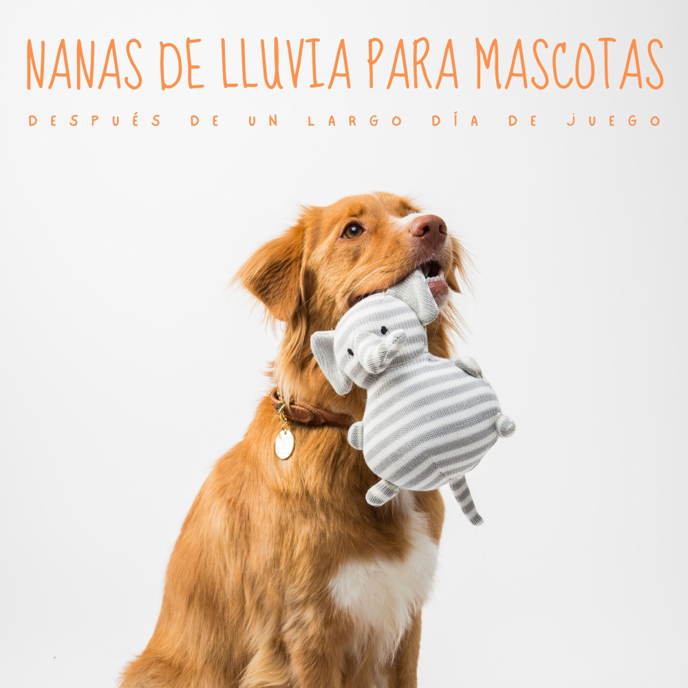 Lluvia Pura