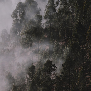 Listen to Contemplación song with lyrics from Música de la Naturaleza