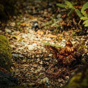 收聽Sleep Sounds of Nature的Counting Sheep歌詞歌曲