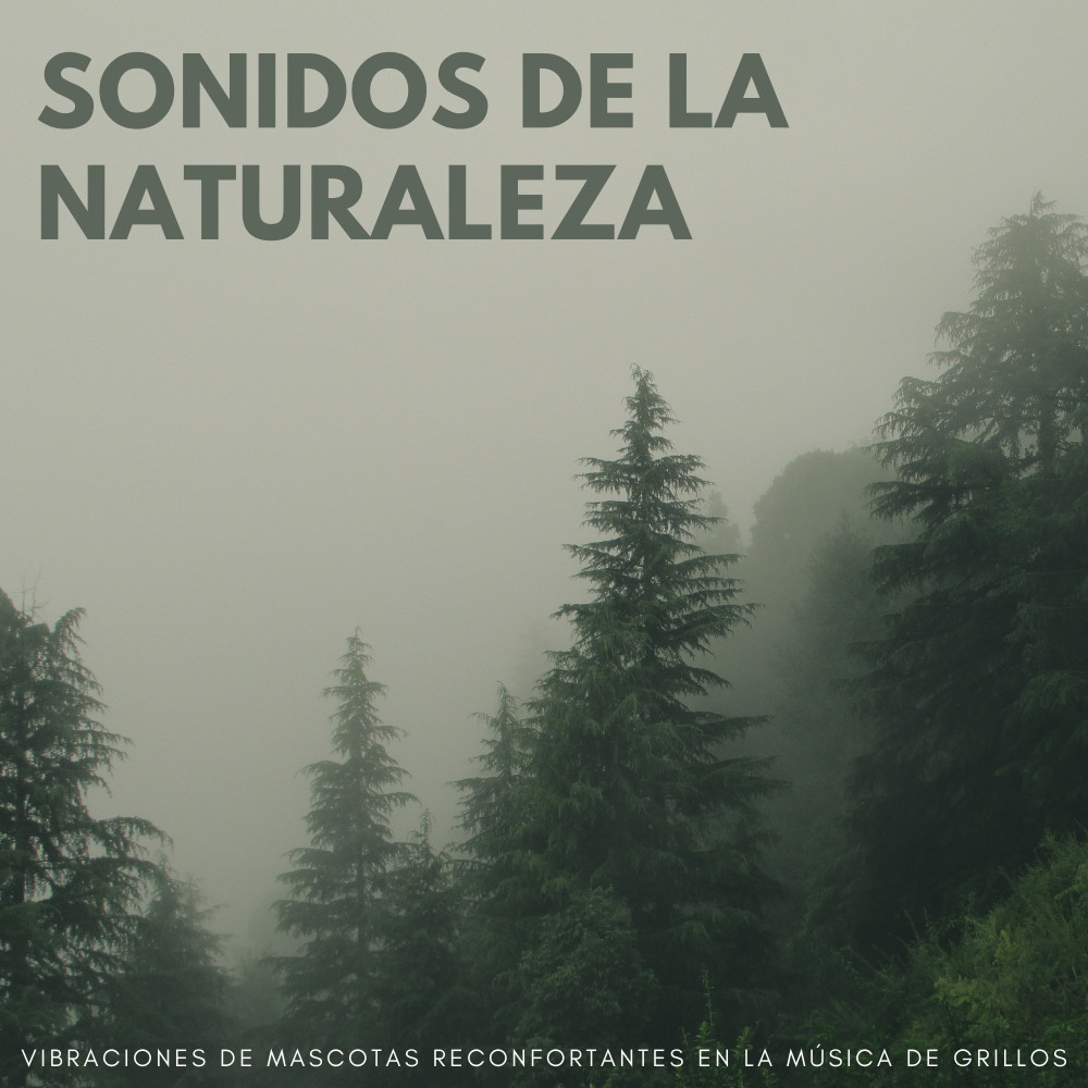 Ritmos Reconfortantes En La Canción De Grillos