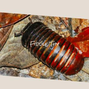 Various Artists的專輯Fiddle Thy