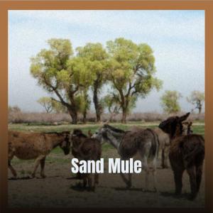 อัลบัม Sand Mule ศิลปิน Various