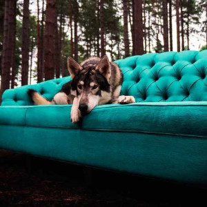 Listen to Therapy song with lyrics from Luxury Wolves