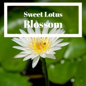 Album Sweet Lotus Blossom from Various