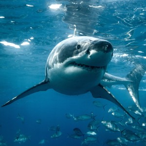 DJ Shark的專輯Maré anti depressiva (Explicit)