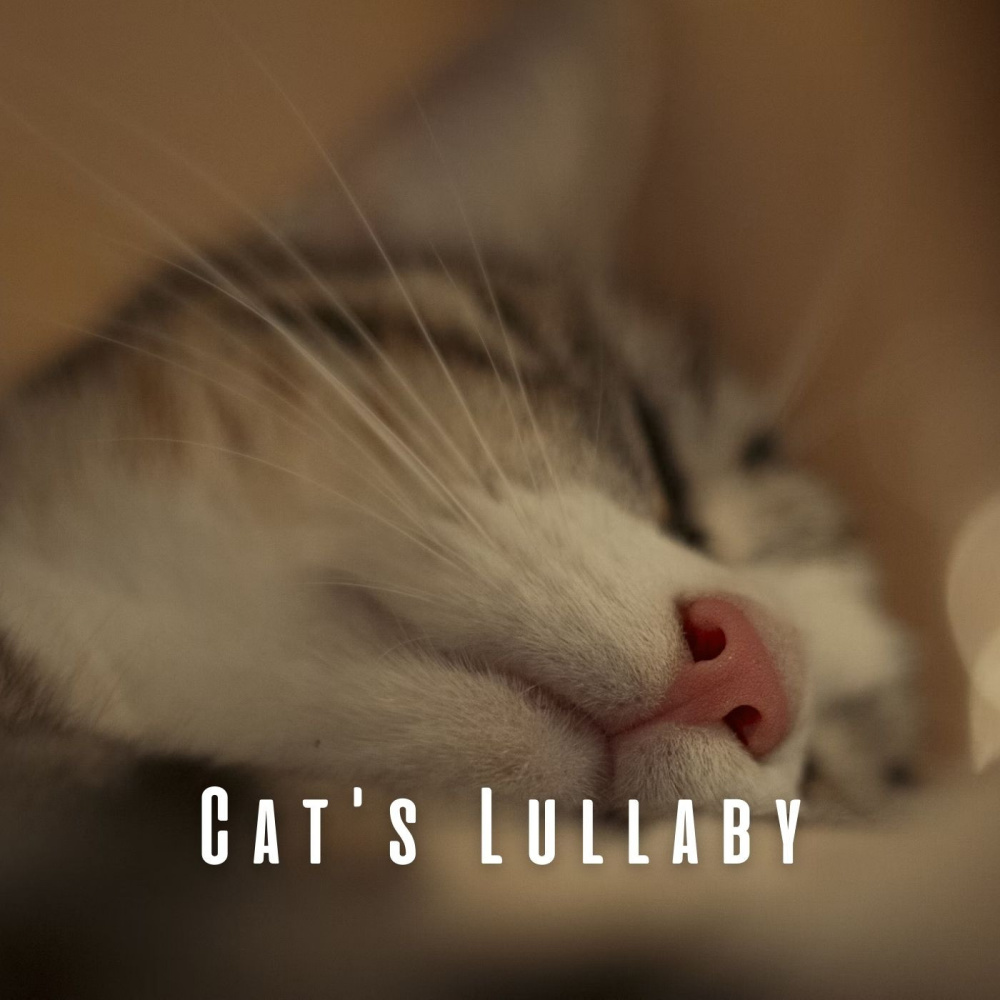 Gentle Cat Cuddles