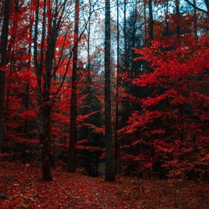Album Beautiful Nature from Michael Rassmuss
