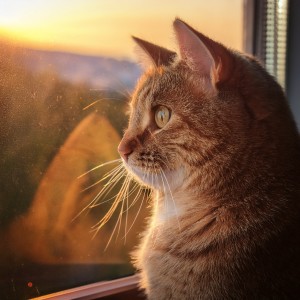 ดาวน์โหลดและฟังเพลง Gentle Touches In Calm Moments พร้อมเนื้อเพลงจาก Mastery in Cat Relaxation