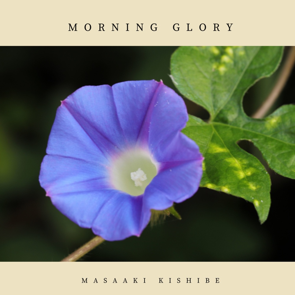 Morning Glory