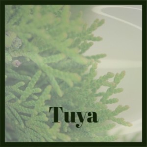 收聽The Ventures的Twisted歌詞歌曲