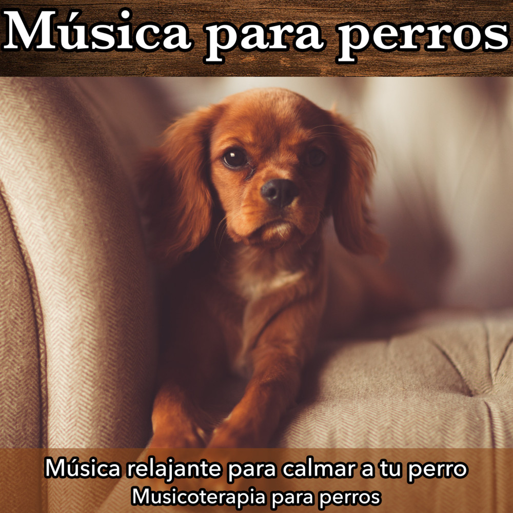 Música Ambiental Para Perros