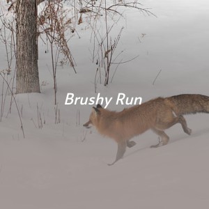 收聽Ed Haley的Brushy Run歌詞歌曲