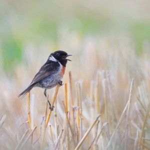 Dengarkan Runtah (Explicit) lagu dari DONNI BD dengan lirik