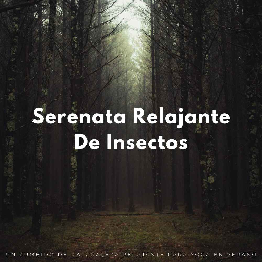 Ambiente Zen De Los Insectos